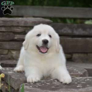 Whitlock, Great Pyrenees Puppy